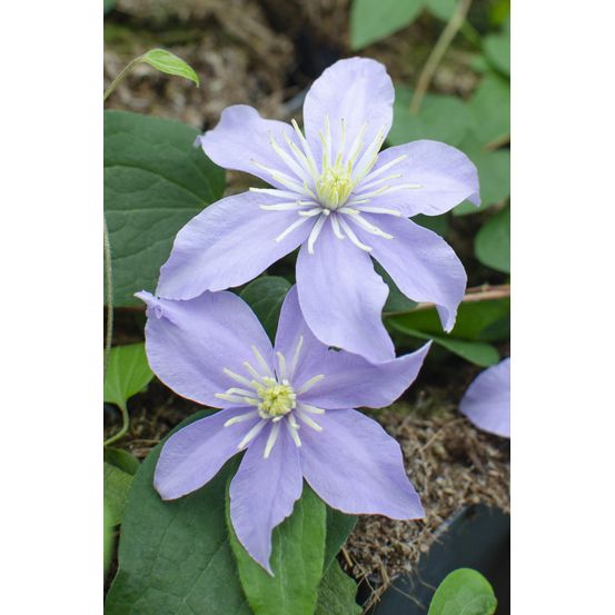 Lot de 4 - clematis justa - h65 cm - ø15 cm