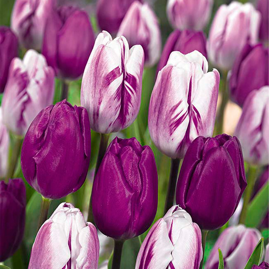 Mix van 20 - tulipa purple mix - paarse mix - tulpenbollen - bloembollen - groeit tot 30-35 cm