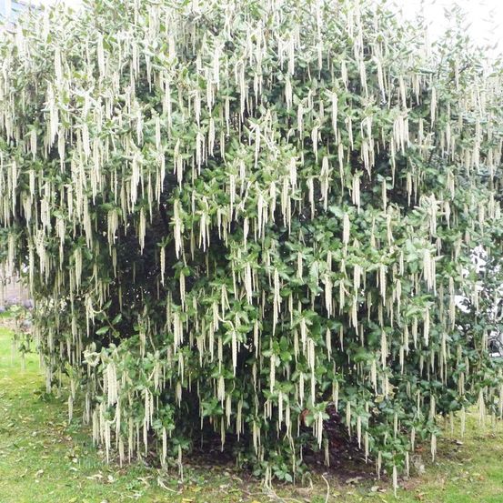 Garrya 'james roof' pot de 2l/3l