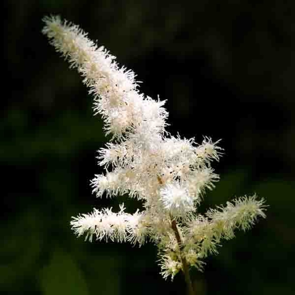 Astilbe d'arends 'diamant' godet de 8/9 cm