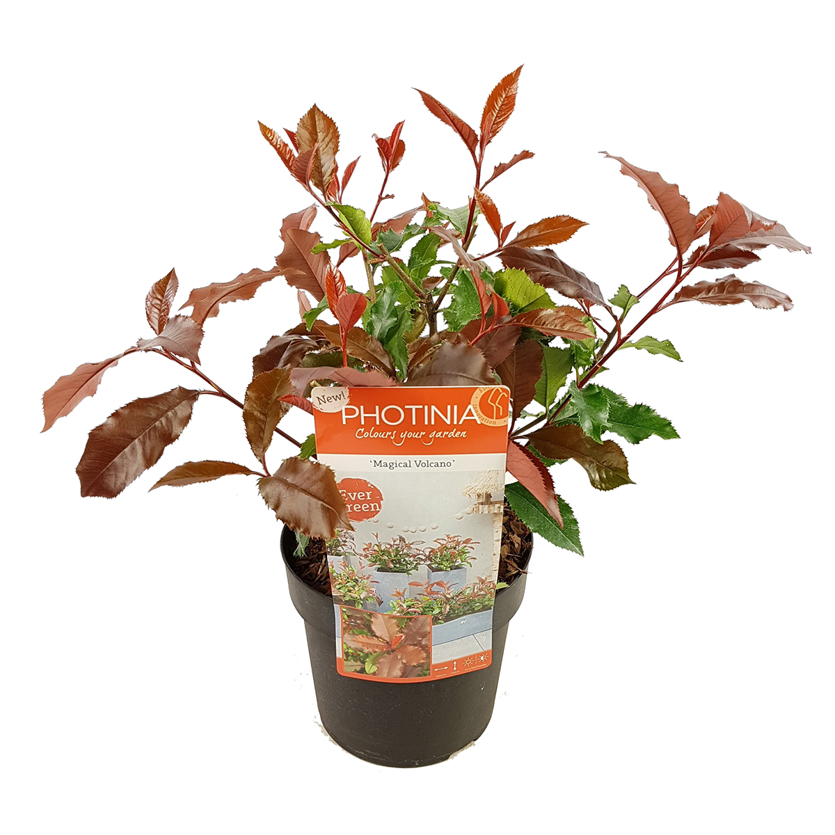 Photinia 'magical volcano' - plante d'extérieur et pot de pépinière ⌀19 cm - ↕30-40 cm
