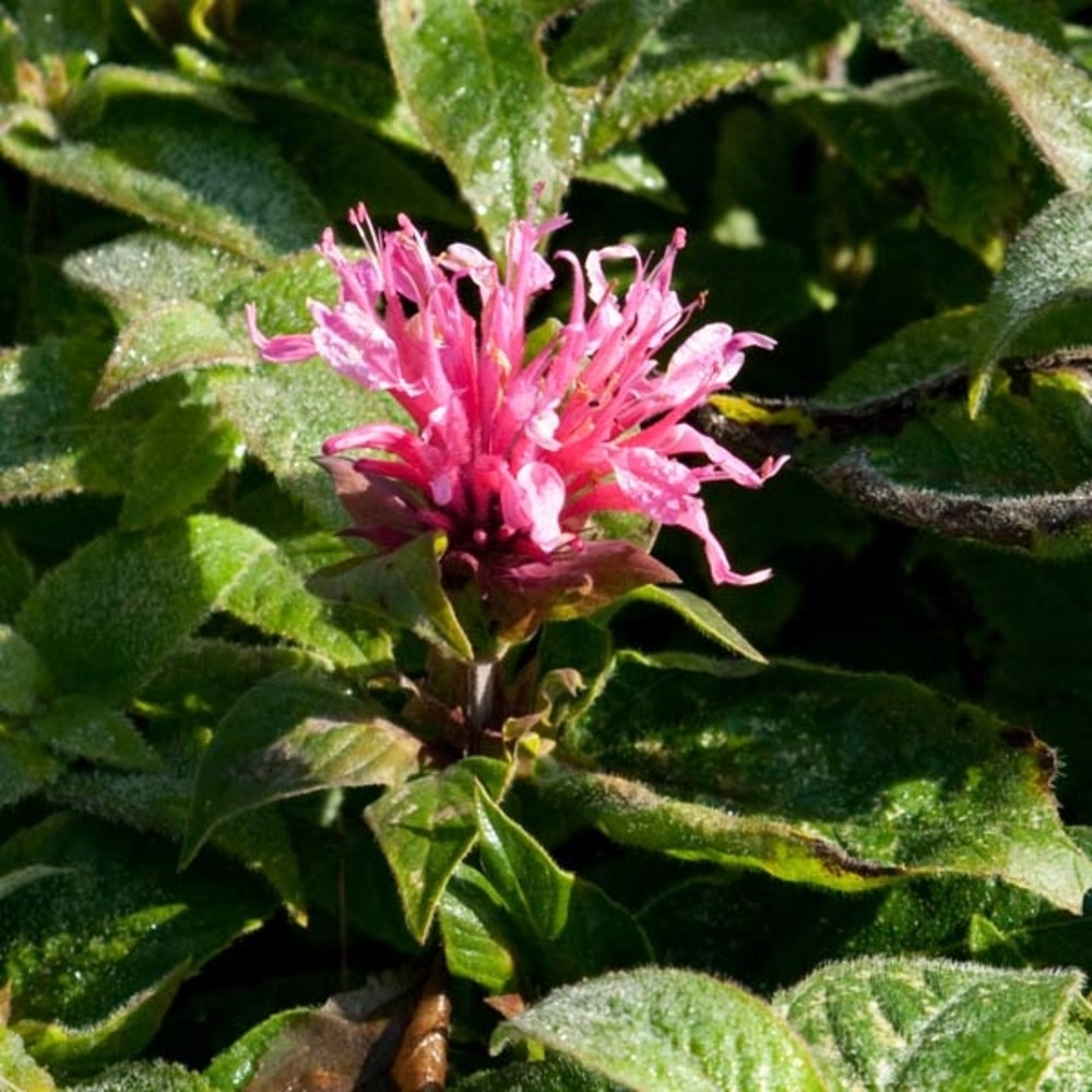 Monarde 'cranberry lace'® godet de 8/9 cm
