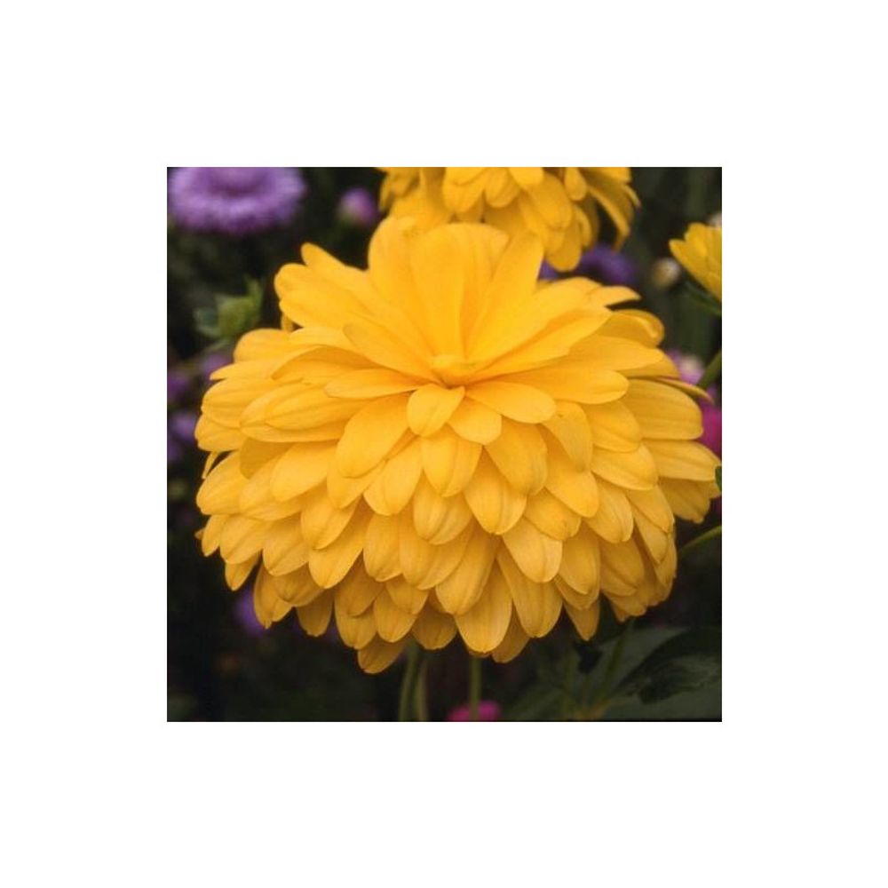 Rudbeckia laciniée goldquelle lot de 9 godets