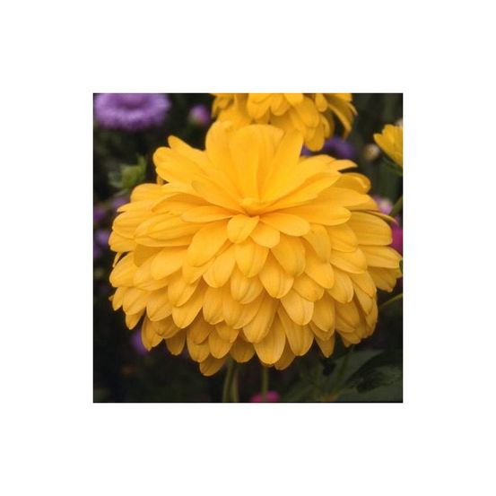 Rudbeckia laciniée goldquelle lot de 9 godets