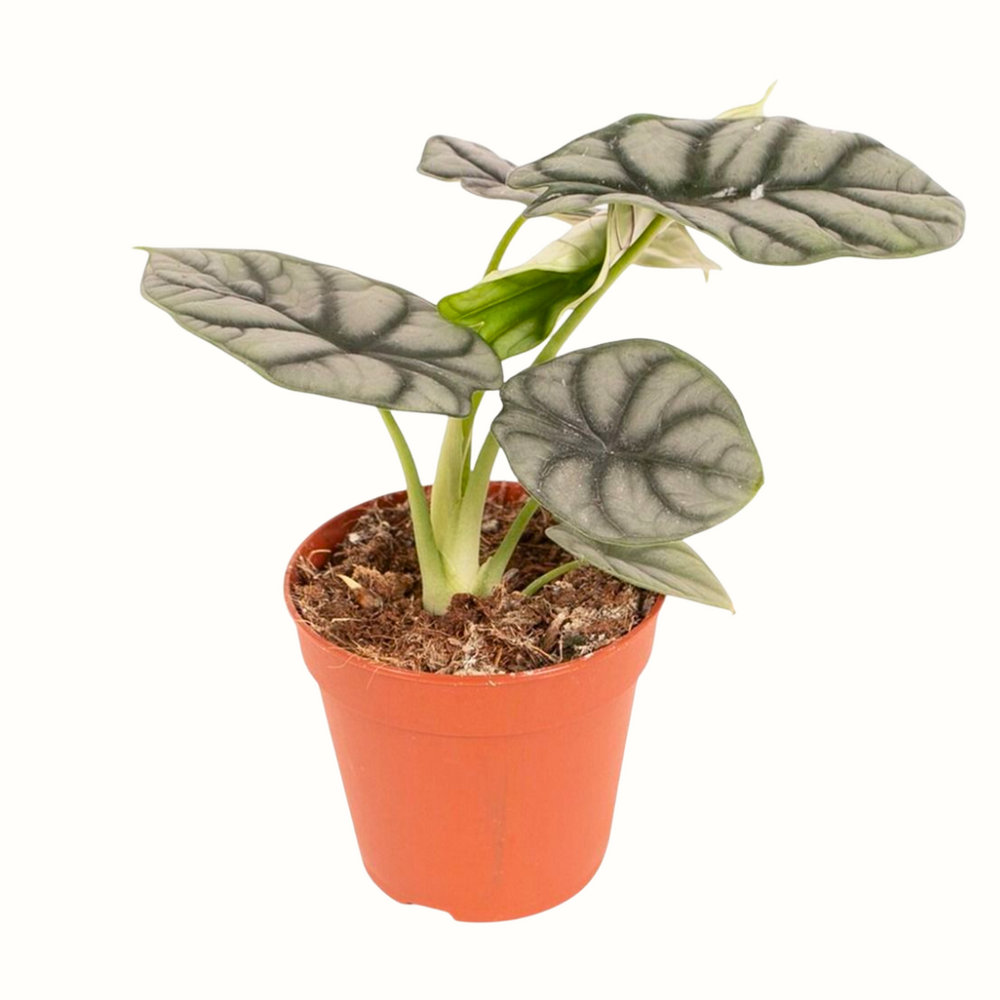 Alocasia silver dragon - 12cm