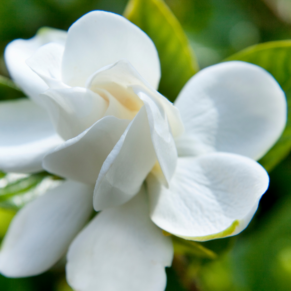 Hibiscus de syrie white chiffon - hibiscus syriacus white chiffon 40/60 cm pot 3l