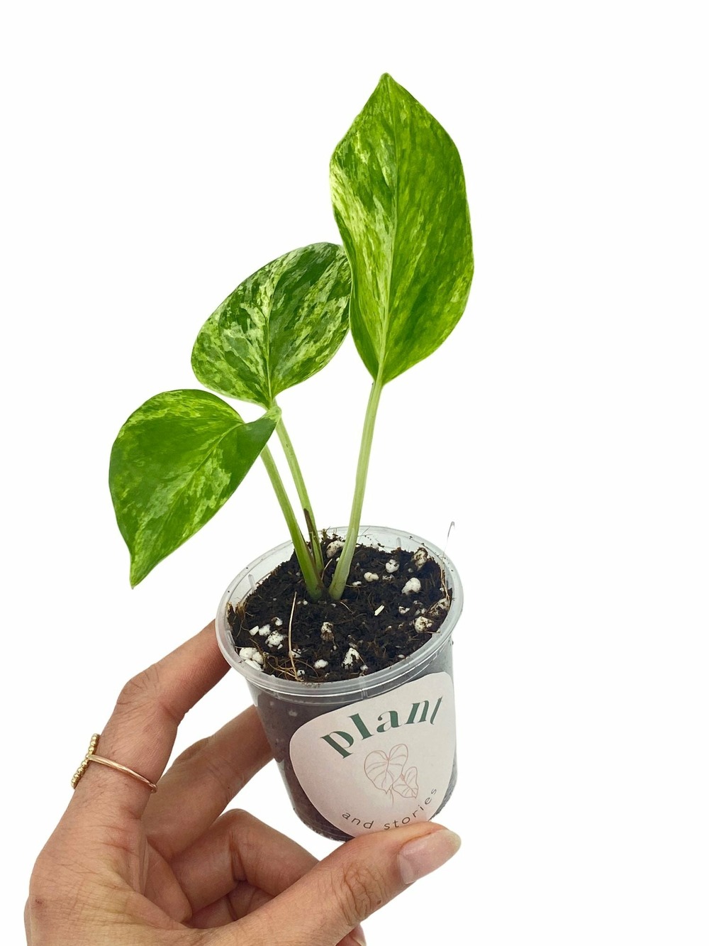 Epipremnum marble queen - pot de 6cm