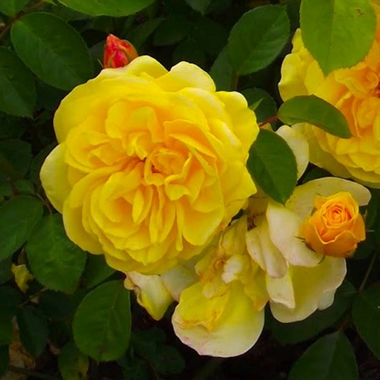 Rosier 'golden delight'