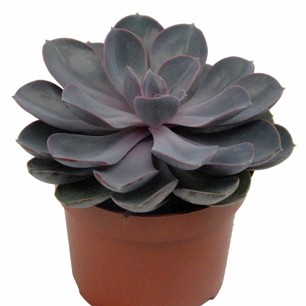 Echeveria pearl van nuernberg et son cache-pot blanc elho - le pot de 12 cm et le cache pot de 14 cm. Hauteur livrée 10 cm