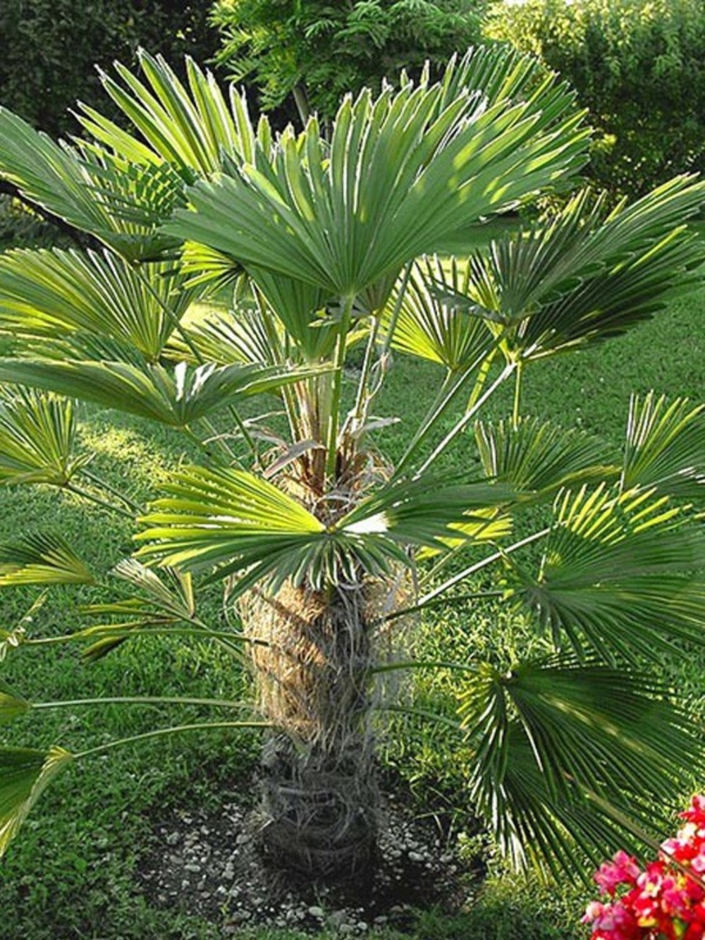 Palmier miniature de chusan pot de 6l/7l