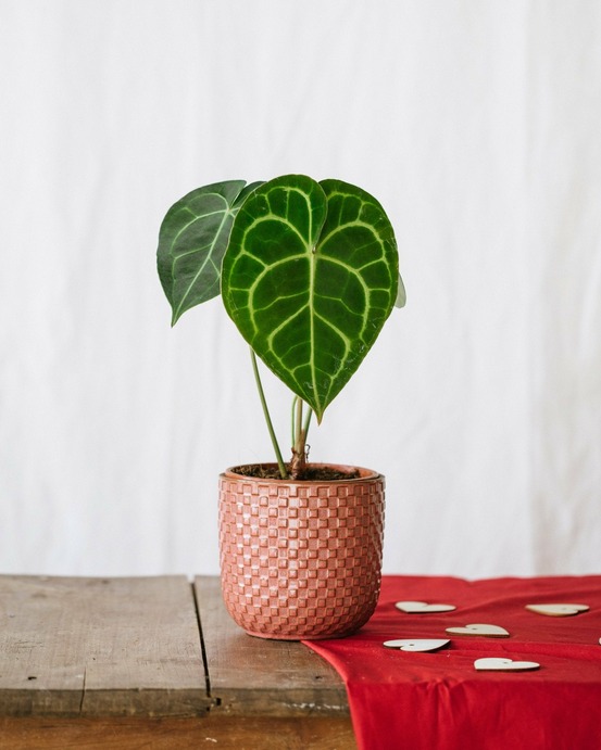 Anthurium clarinervium 30cm - plante d'intérieur