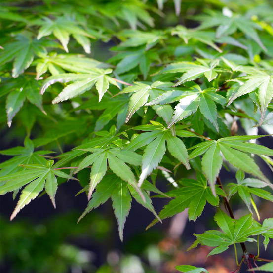 Érable du japon (acer palmatum)