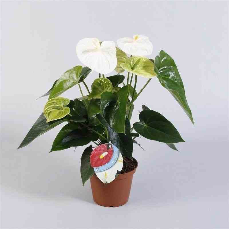 Anthurium andreanum blanc spirit (anthure flamant rose, langue de feu) taille pot de 1 litre- 40/60cm