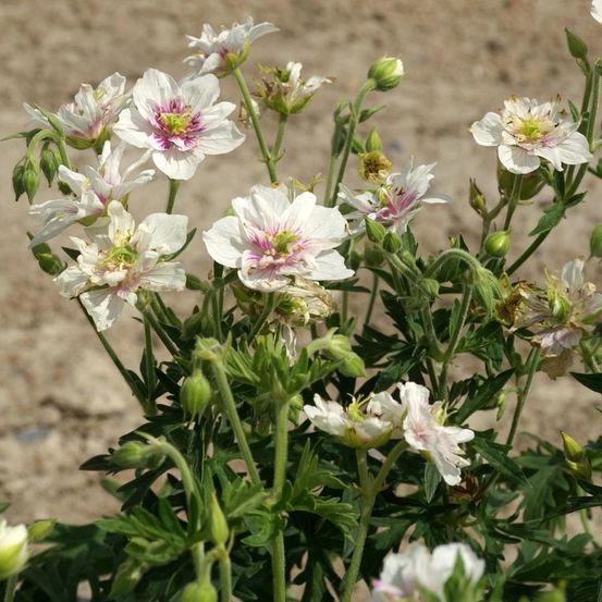 Géranium vivace algera double lot de 3 godets