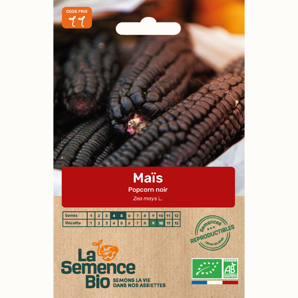 Maïs popcorn noir - graines bio