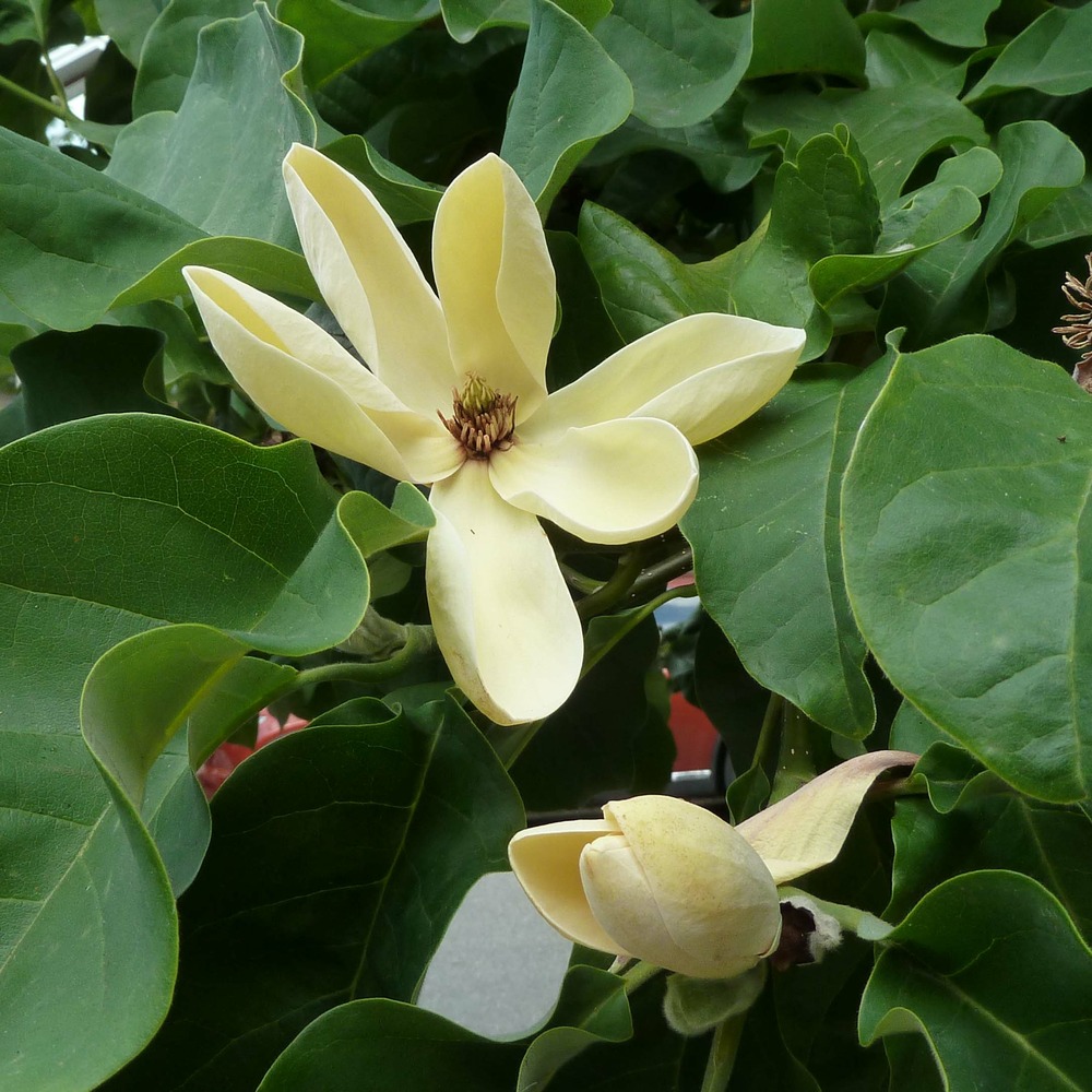 Magnolia 'yellow bird' pot de 3l/4l