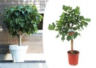 Ficus carica - figuier - pot 21cm - hauteur 70-90cm