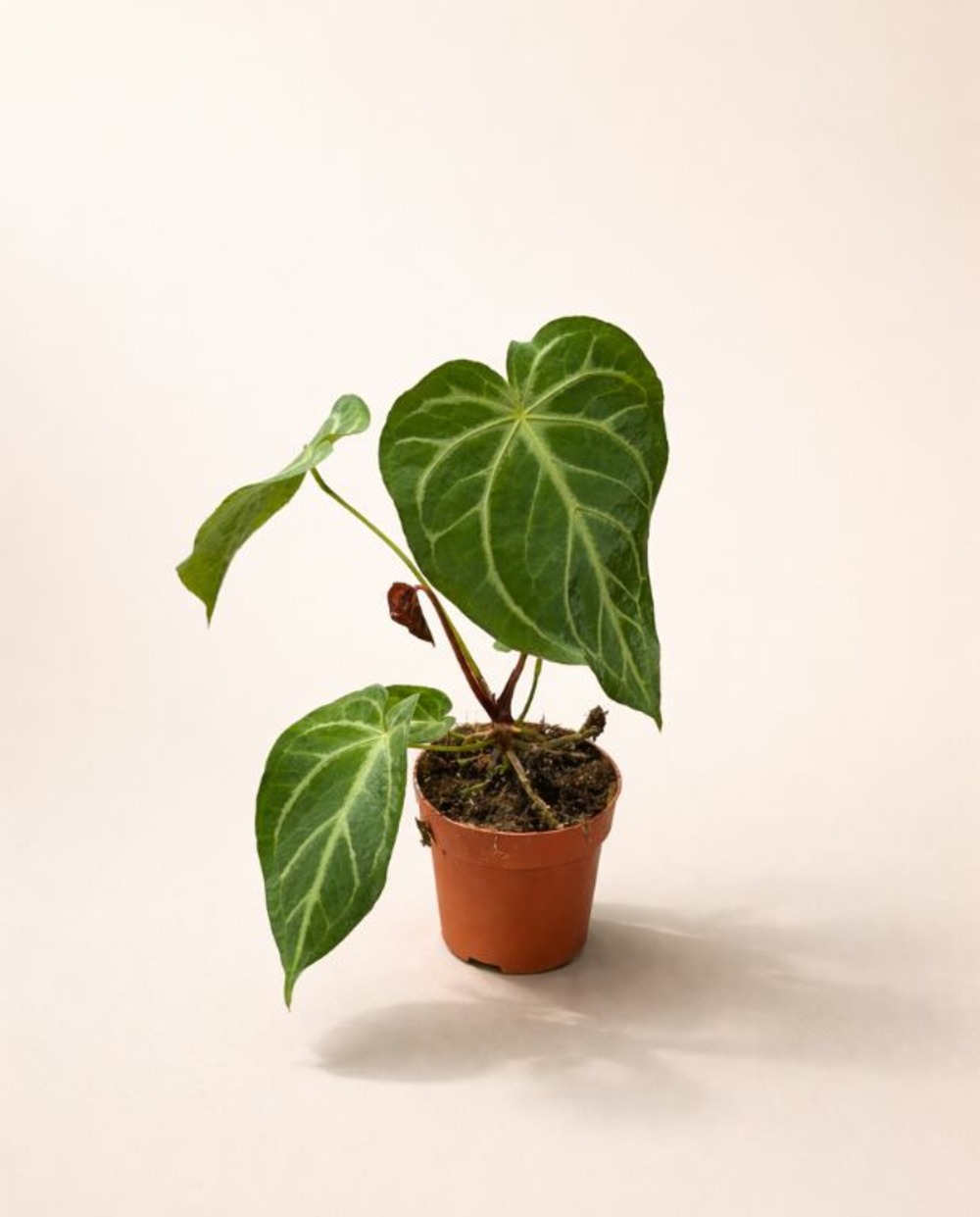 Anthurium magnificum d. 12cm h. 25cm - plante d'intérieur