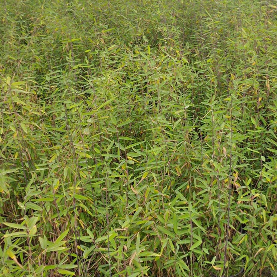 Bambou non traçant 'gerry' pot de 4l/5l