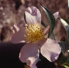 Camélia sasanqua 'maiden's blush':pot 7.5l