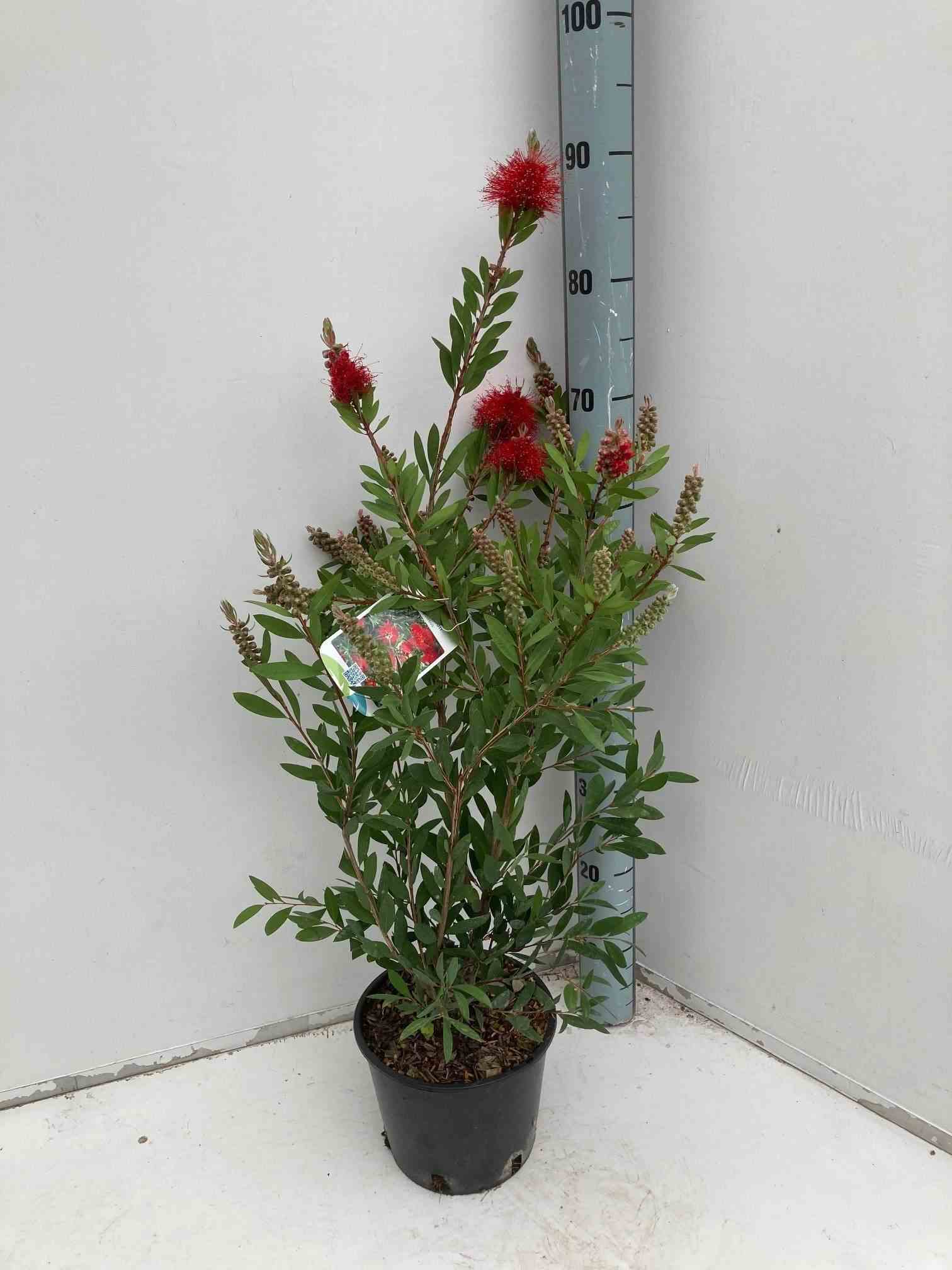 Callistemon laevis   rouge - taille pot de 6 litres - 100/120 cm