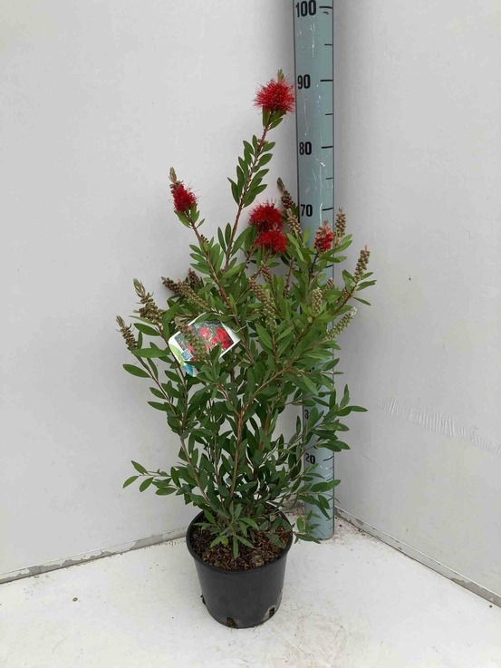 Callistemon laevis pot de 6 litres - 100/120 cm