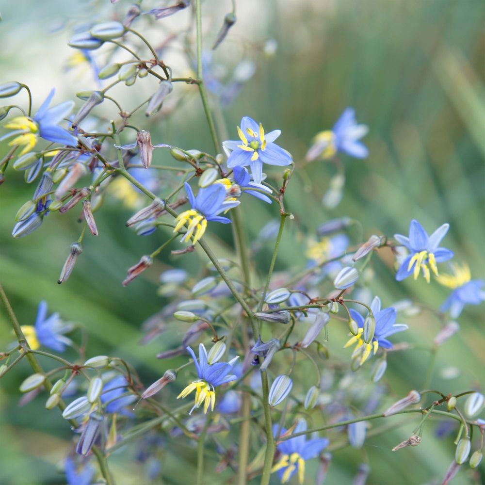 Dianella 'coolvista' godet de 8/9 cm