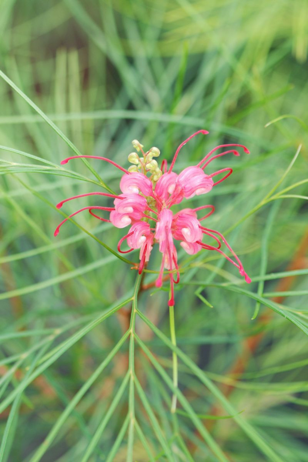 Grevillea johnsonii - en pot de 3 litres