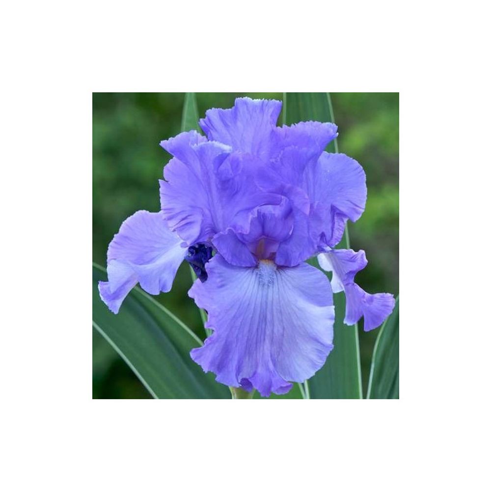 Iris des jardins mary frances lot de 5 godets