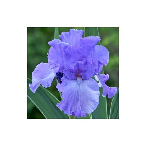 Iris des jardins mary frances lot de 5 godets