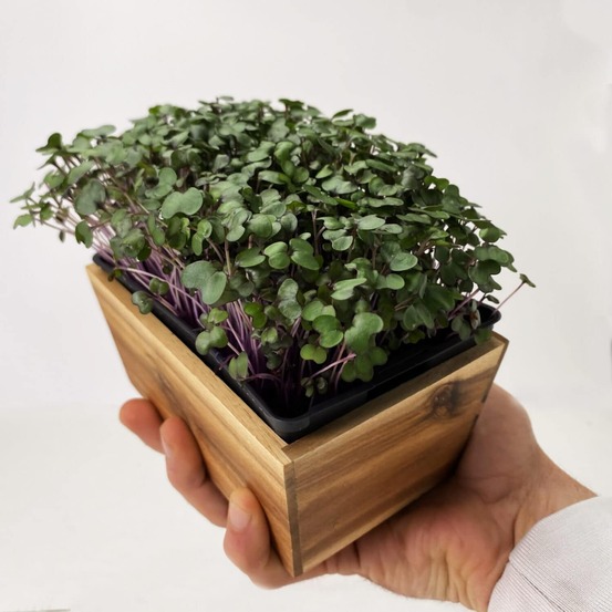 Graines de micro pousses de radis china rose