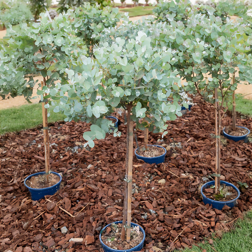 Eucalyptus sur tige - le pot / 3l / tige 50cm / hauteur livrée environ 70cm