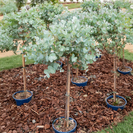 Eucalyptus sur tige - le pot / 3l / tige 50cm / hauteur livrée environ 70cm