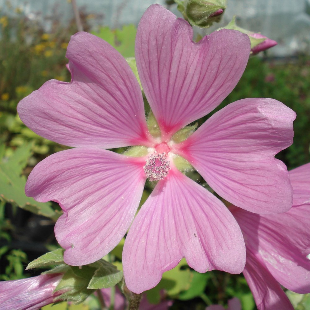 Mauve en arbre, lavatère 'candy floss' godet de 8/9 cm