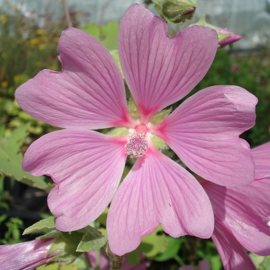 Mauve en arbre, lavatère 'candy floss' godet de 8/9 cm