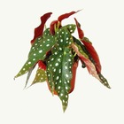 Bégonia à pois - bégonia à pois - bégonia à truite - begonia maculata wightii