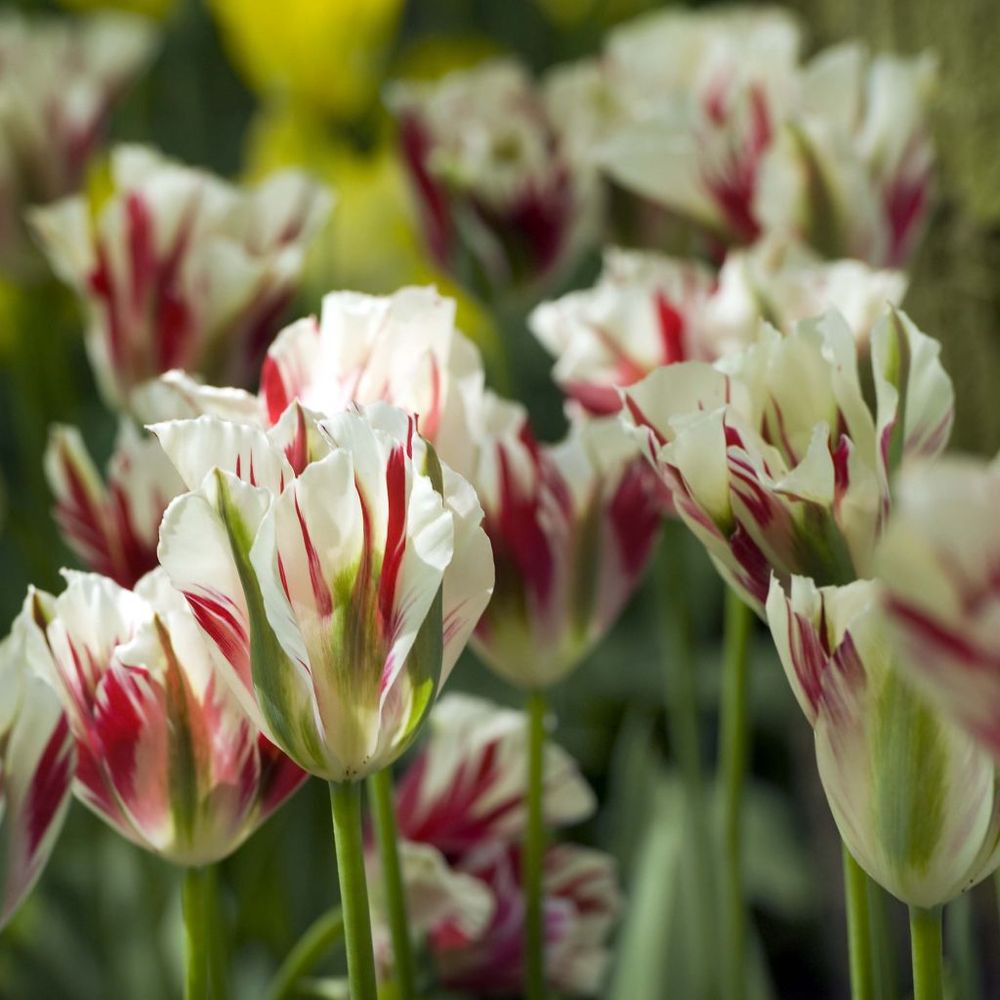 Tulipe viridiflora 'flaming springgreen' bulbe calibre 12+ (par 6)