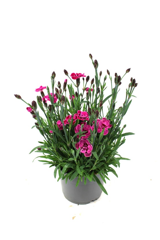 Oeillet purple wedding pot 10,5 cm