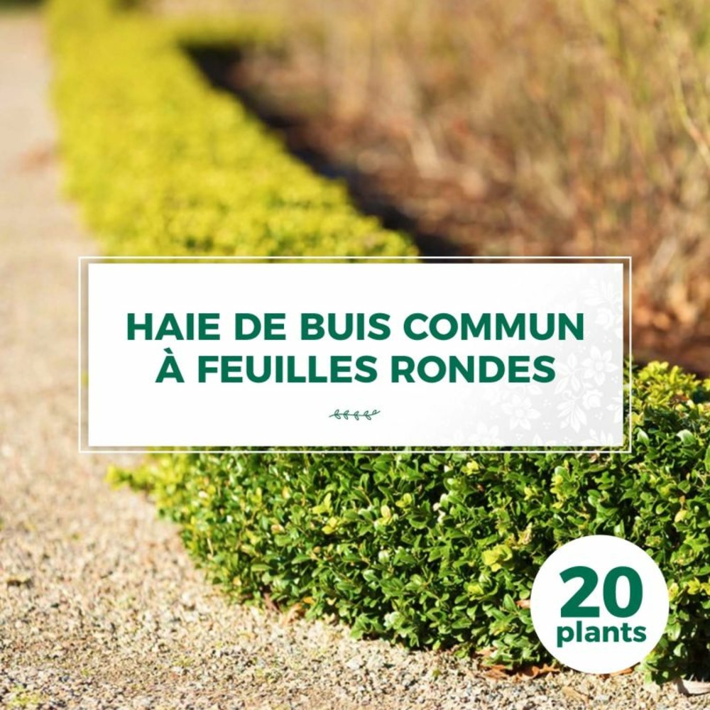 20 buis commun à feuilles rondes (buxus sempervirens 'rotundifolia') - haie de buis commun