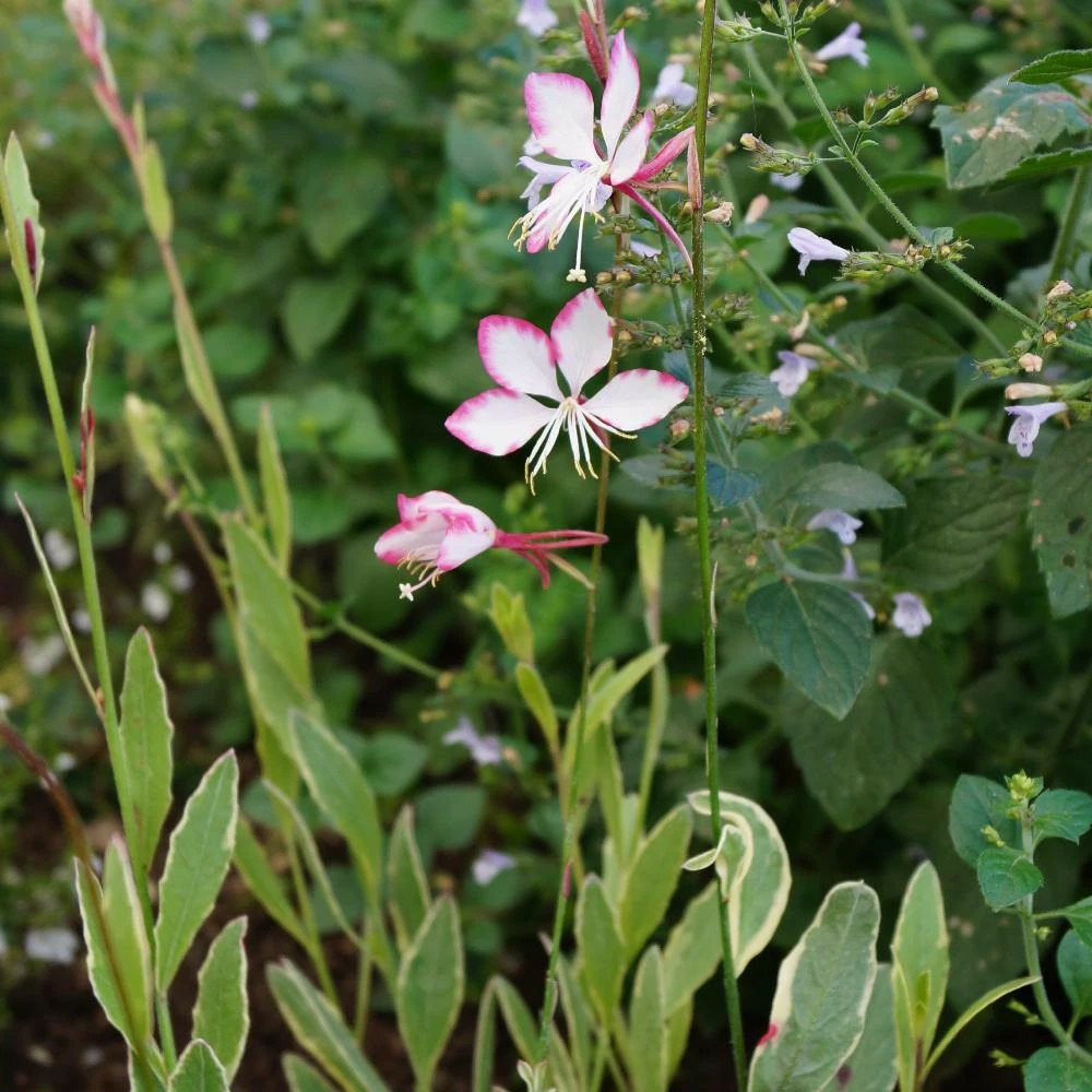 Gaura freefolk rosy lot de 3 godets