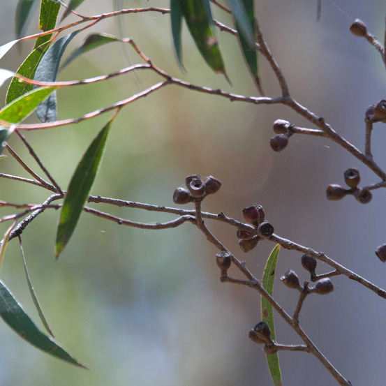 Eucalyptus stricta - eucalyptus mallee des blue mountains pot de 4l/5l, pot anti-chignon