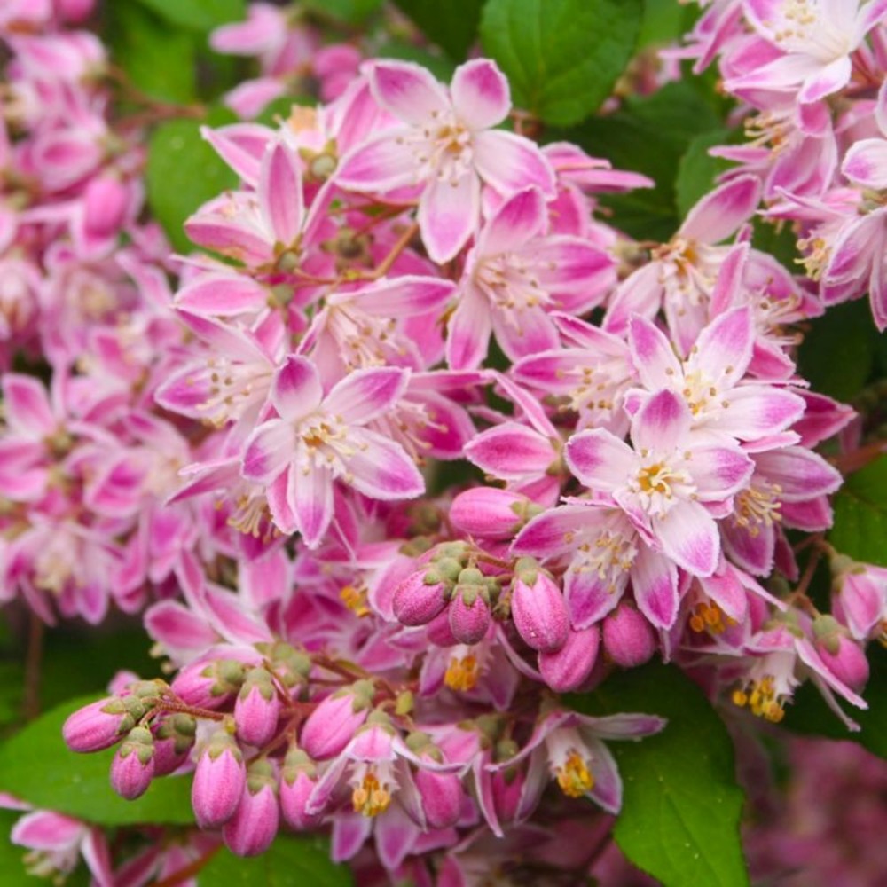 DEUTZIE PERLE ROSE GF H13A25-(766347)