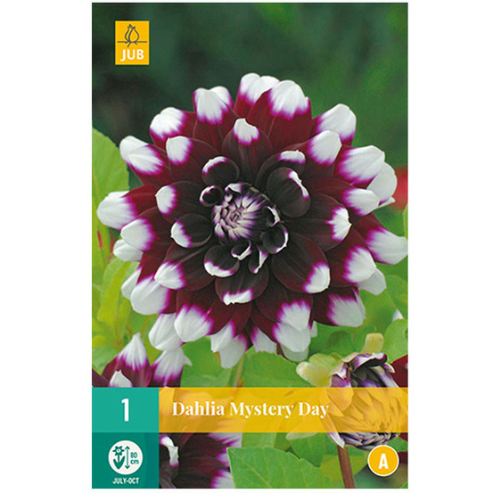 1 dahlia mystery day bordeaux