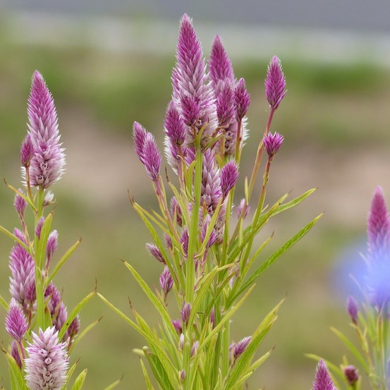 Célosie le sachet de 250 graines environ (0,6g)