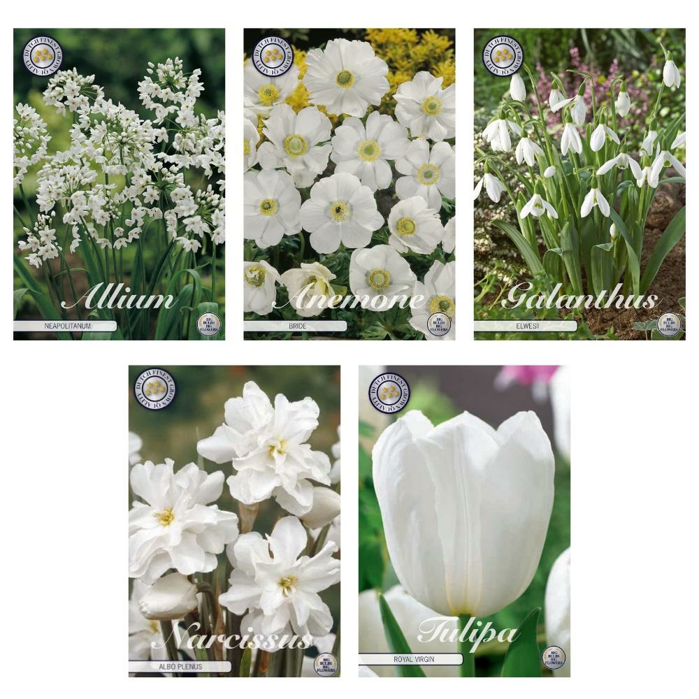 Mélange bulbes : allium, anémone, galanthus, narcisse, tulipe - 62 bulbes