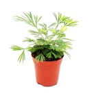 Mini plante - actiniopteris australis - fougère à feuilles de palmier - petite plante en pot de 5,5 cm