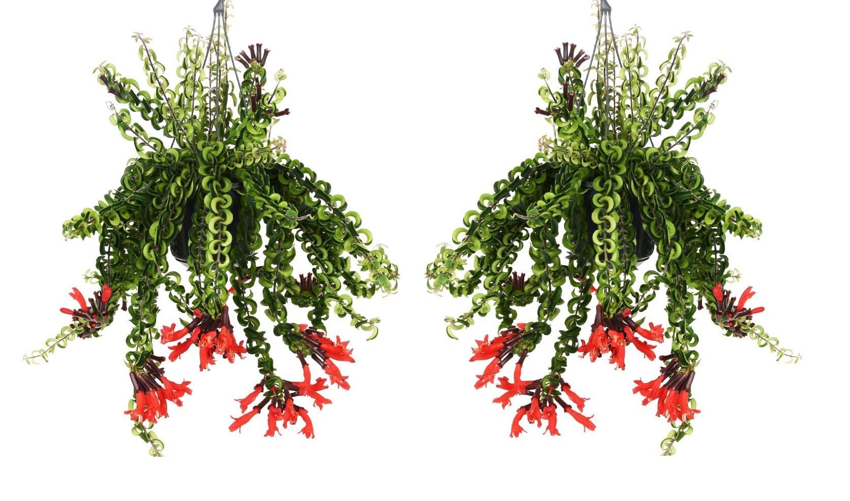 Aeschynantus 'twister' - set de 2 - plante suspendue - ⌀15cm - hauteur 20-30cm