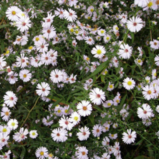 Aster d'automne ericoides lot de 3 godets