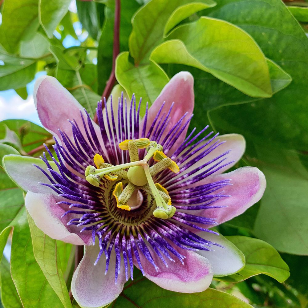 Passiflore 'impératrice eugénie' pot de 3l/4l