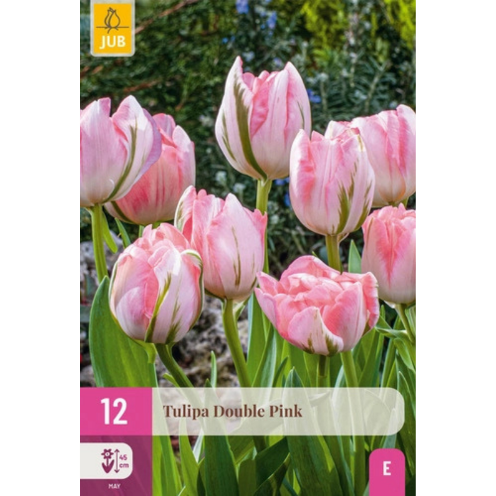 Bulbes de tulipes double pink par lot de 12 rose